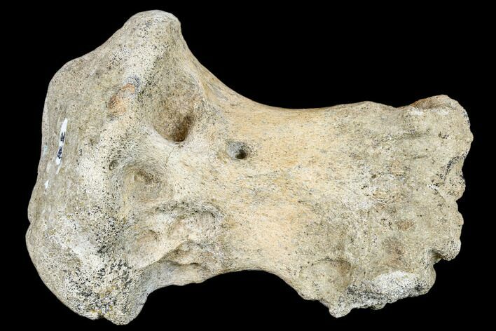 Triceratops Phalange (Toe Bone) With Pathology - Montana #113129